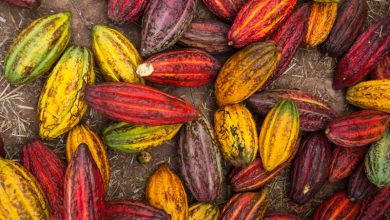 Pods of Peruvian Cacao (Photo: Walter Coraza Morveli)