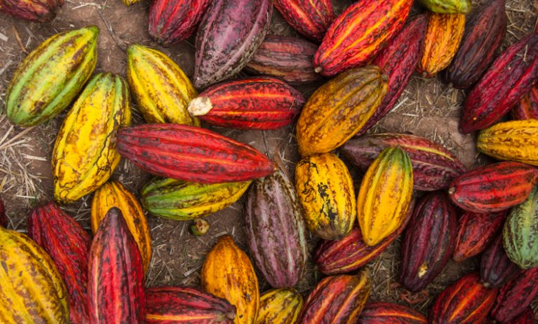Pods of Peruvian Cacao (Photo: Walter Coraza Morveli)