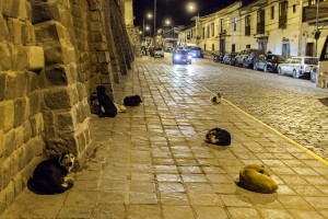 Stray Dog Sleeping in Cuzco's Streets