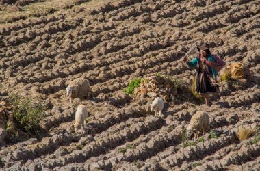 Sheep Grazing in a Field (Walter Coraza Morveli)