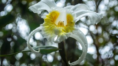 A Beautiful Orchids in Jardines de Mandor(Walter Coraza Morveli)