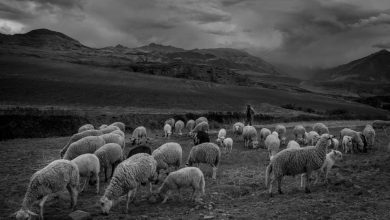 A Man and His Flock of Sheep (Walter Coraza Morveli)
