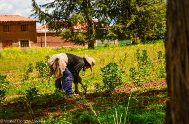 Working a Field in Cuzco