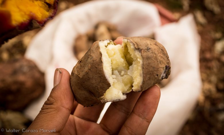 Delicious Huatia Baked Potato (Walter Coraza Morveli)q