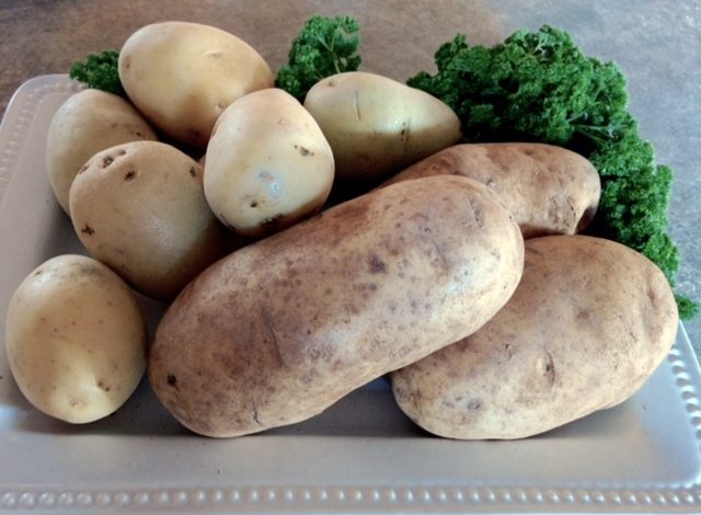 Idaho Gold and Russet Potatoes (Teresa Wilson)