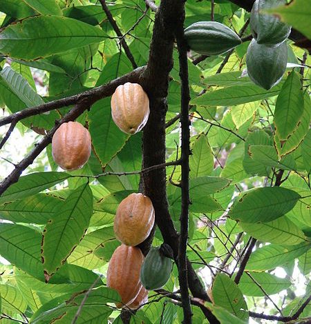 Cacao on the Tree like Cotton on the Plant