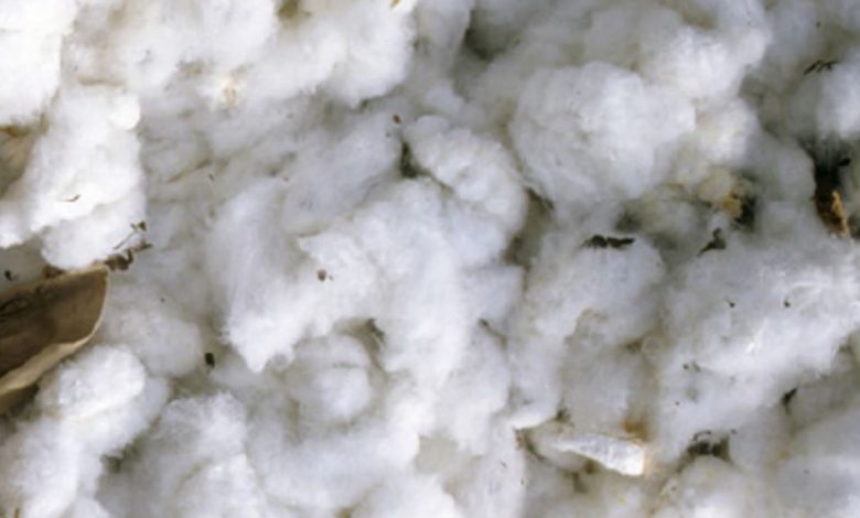 Peruvian Cotton, The Finest in the World