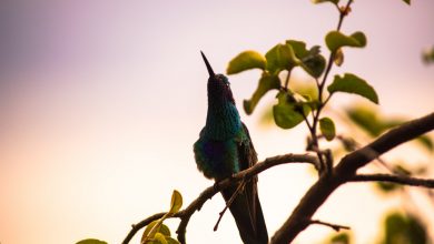 A beautiful hummingbird (Arnold Fernandez Coraza)