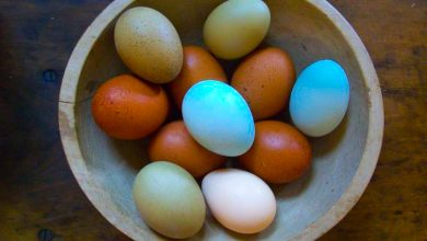 Blue Chickens Eggs