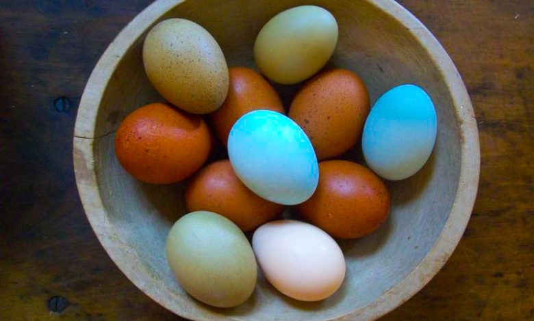 Huevos Araucanas Multicolores