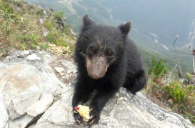 Pablito the bear in Machu Picchu (Photo: Fidelus Coraza Morveli)