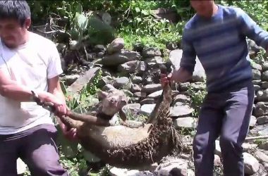 Chupacabra attacks again in Paucartambo (Foto :El Matuttino)