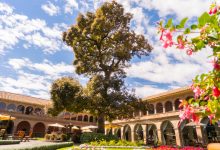 The Last and Oldest Andean Cedar in Cusco, Monasterio Hotel (Photo: Walter Coraza Morveli)