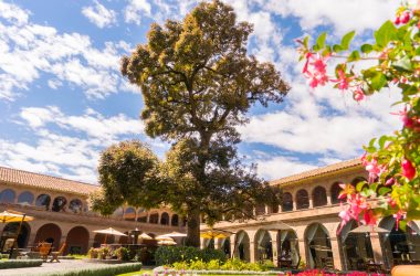 The Last and Oldest Andean Cedar in Cusco, Monasterio Hotel (Photo: Walter Coraza Morveli)