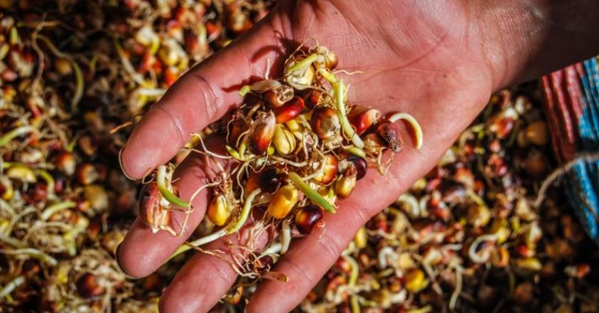 Jora de Maíz, Sutichi Alimento de los animales en Cusco (Foto Walter Coraza Morveli)